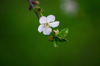 Bir dalda beyaz kiraz çiçekleri