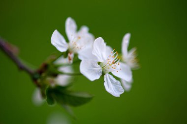 Bir dalda beyaz kiraz çiçekleri