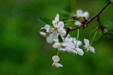 Bir dalda beyaz kiraz çiçekleri