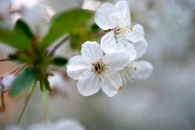 Bir dalda beyaz kiraz çiçekleri