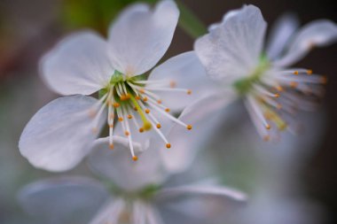 Bir dalda beyaz kiraz çiçekleri
