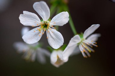 Bir dalda beyaz kiraz çiçekleri