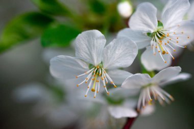Bir dalda beyaz kiraz çiçekleri