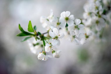 Bir dalda beyaz kiraz çiçekleri