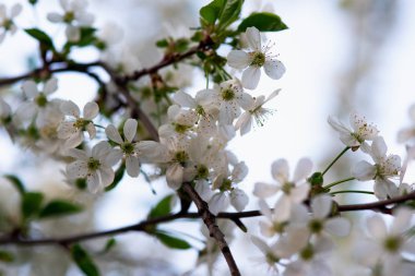 Bir dalda beyaz kiraz çiçekleri