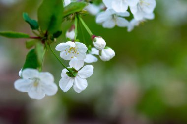 Bir dalda beyaz kiraz çiçekleri