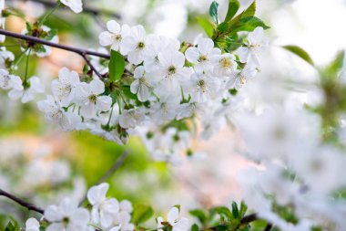 Bir dalda beyaz kiraz çiçekleri
