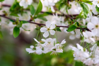 Bir dalda beyaz kiraz çiçekleri