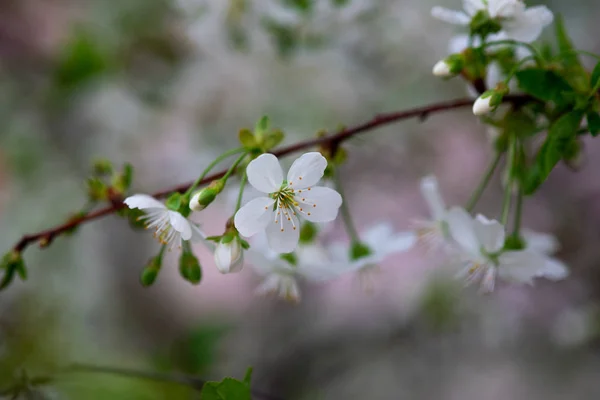 枝の上の白い桜が — ストック写真