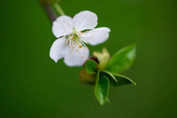 枝の上の白い桜が — ストック写真