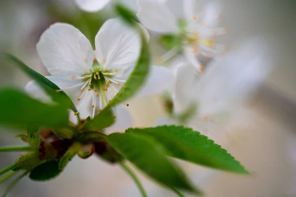 枝の上の白い桜が — ストック写真