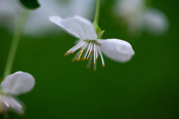 Flores Cerezo Blanco Una Rama Cerca —  Fotos de Stock