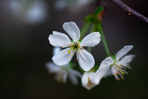 枝の上の白い桜が — ストック写真