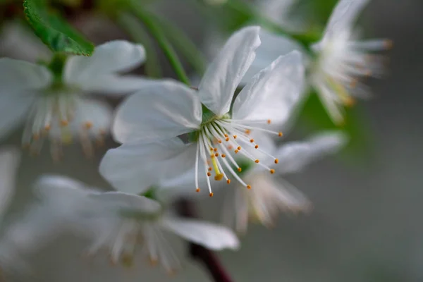 Białe Kwiaty Wiśni Gałęzi Bliska — Zdjęcie stockowe