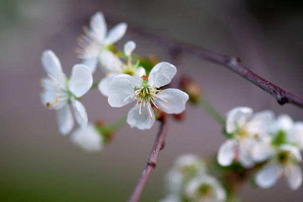 枝の上の白い桜が — ストック写真