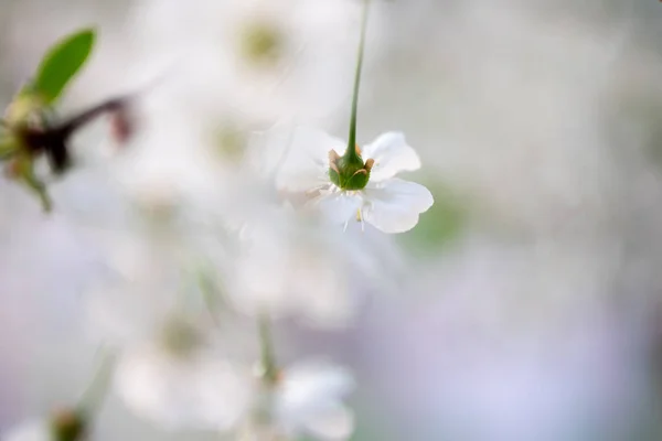 Witte Kers Bloemen Een Tak Close — Stockfoto