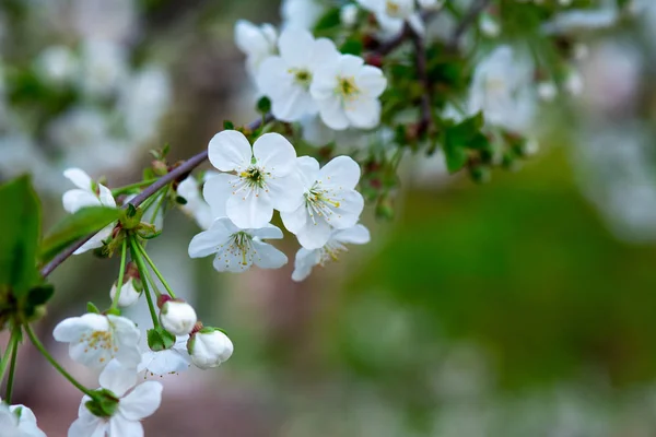 Weiße Kirschblüten Auf Einem Zweig Aus Nächster Nähe — Stockfoto