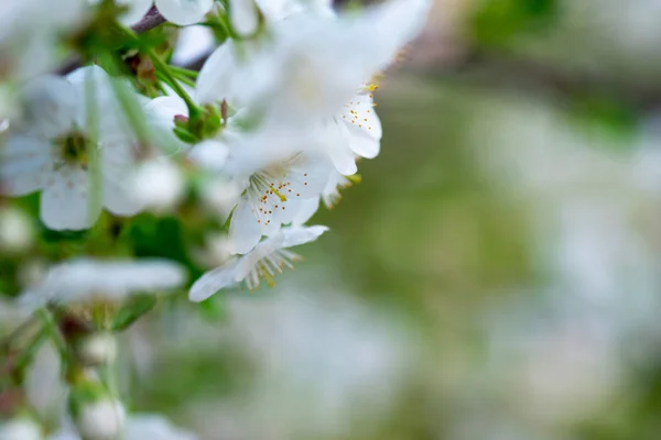 枝の上の白い桜が — ストック写真