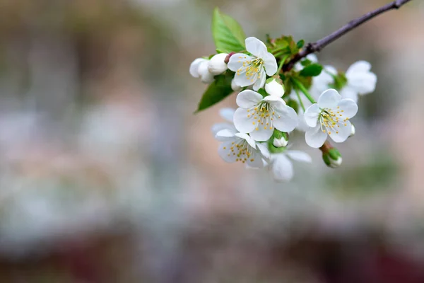 枝の上の白い桜が — ストック写真