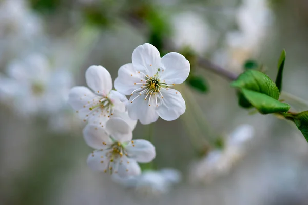 枝の上の白い桜が — ストック写真