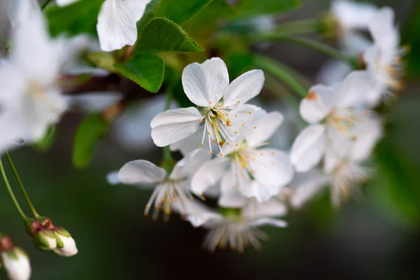 枝の上の白い桜が — ストック写真