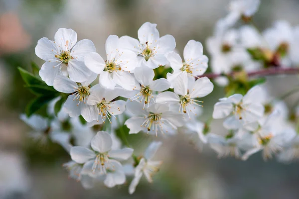 枝の上の白い桜が — ストック写真