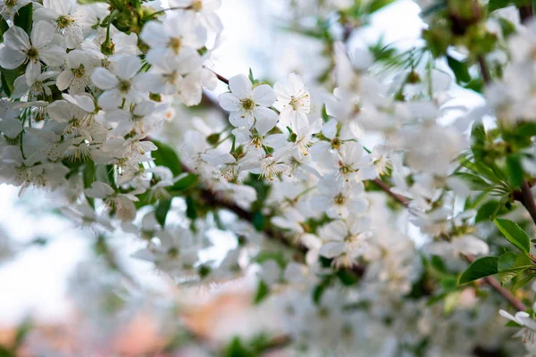 Λευκά Άνθη Κερασιάς Ένα Κλαδί Κοντά — Φωτογραφία Αρχείου