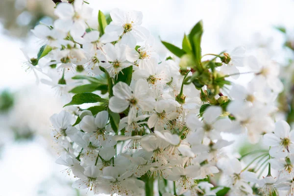 Fleurs Cerisier Blanc Sur Une Branche Gros Plan — Photo