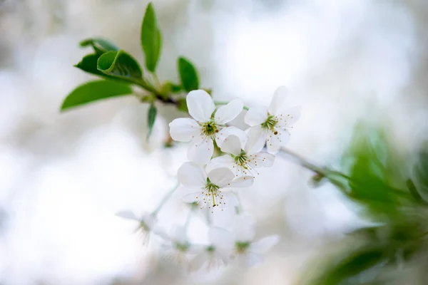 Weiße Kirschblüten Auf Einem Zweig Aus Nächster Nähe — Stockfoto