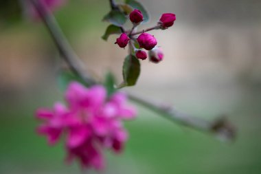 iyi havalarda ilkbaharda soyut bir arka plan üzerinde bir elma ağacının çiçek pembe çiçekler