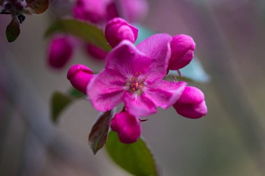 iyi havalarda ilkbaharda soyut bir arka plan üzerinde bir elma ağacının çiçek pembe çiçekler