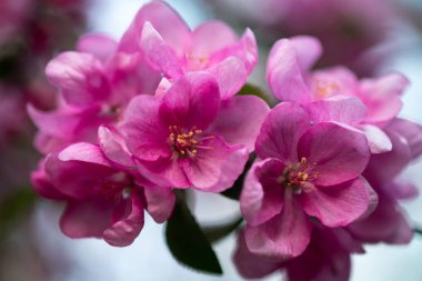 iyi havalarda ilkbaharda soyut bir arka plan üzerinde bir elma ağacının çiçek pembe çiçekler
