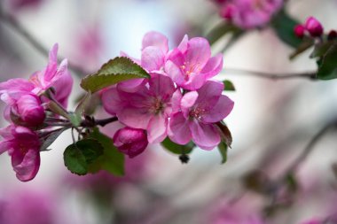 iyi havalarda ilkbaharda soyut bir arka plan üzerinde bir elma ağacının çiçek pembe çiçekler