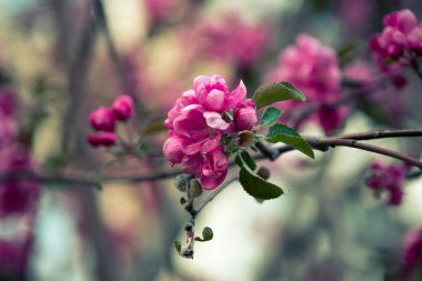 iyi havalarda ilkbaharda soyut bir arka plan üzerinde bir elma ağacının çiçek pembe çiçekler