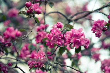 iyi havalarda ilkbaharda soyut bir arka plan üzerinde bir elma ağacının çiçek pembe çiçekler