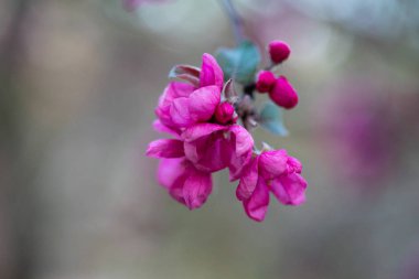 iyi havalarda ilkbaharda soyut bir arka plan üzerinde bir elma ağacının çiçek pembe çiçekler