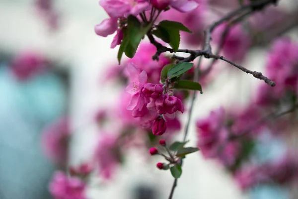 Ανθισμένα Ροζ Λουλούδια Από Ένα Δέντρο Μήλο Ένα Αφηρημένο Φόντο — Φωτογραφία Αρχείου