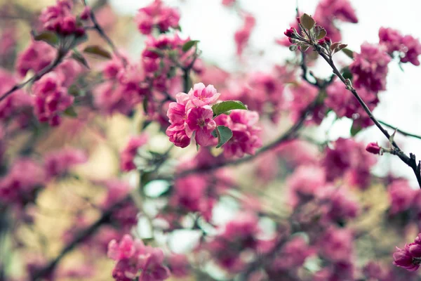 Florescendo Flores Cor Rosa Uma Árvore Maçã Contexto Abstrato Primavera — Fotografia de Stock