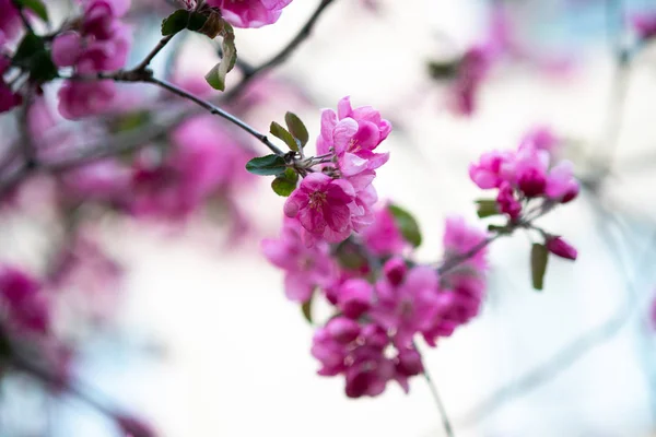 Ανθισμένα Ροζ Λουλούδια Από Ένα Δέντρο Μήλο Ένα Αφηρημένο Φόντο — Φωτογραφία Αρχείου