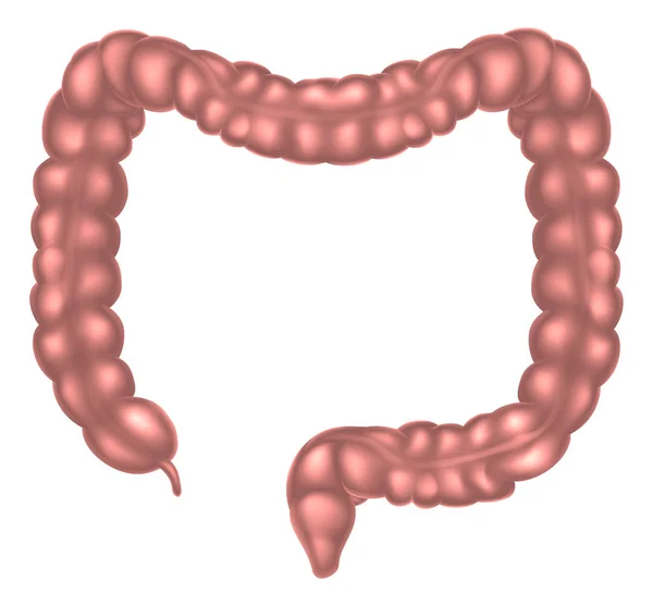 大腸の図 — ストックベクタ