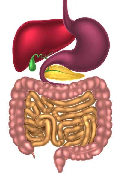 Sistema digestivo del canal alimenticio — Vector de stock