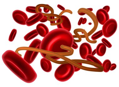 Ebola virüsü ve kırmızı kan hücreleri