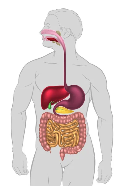 Sistema digestivo humano — Vector de stock