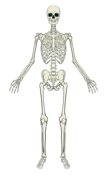 Grafico scheletro umano — Vettoriale Stock