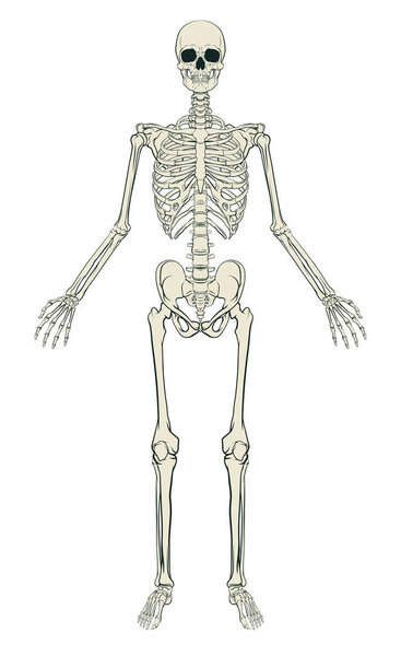 Human Skeleton Graphic