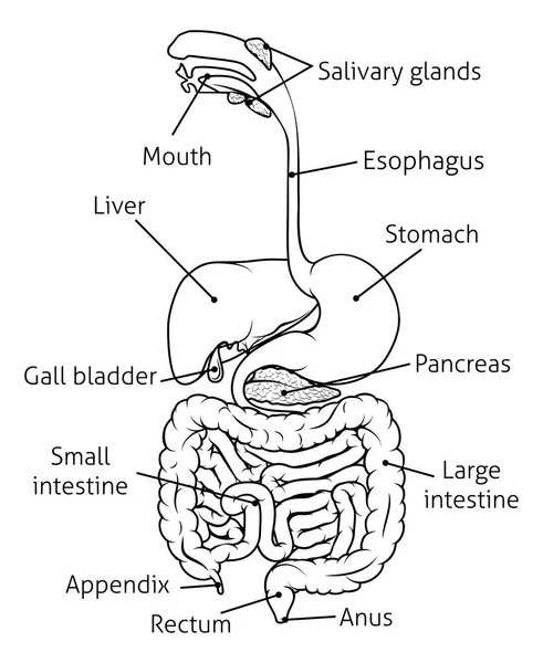 Ilustração do sistema de trato digestivo — Vetor de Stock