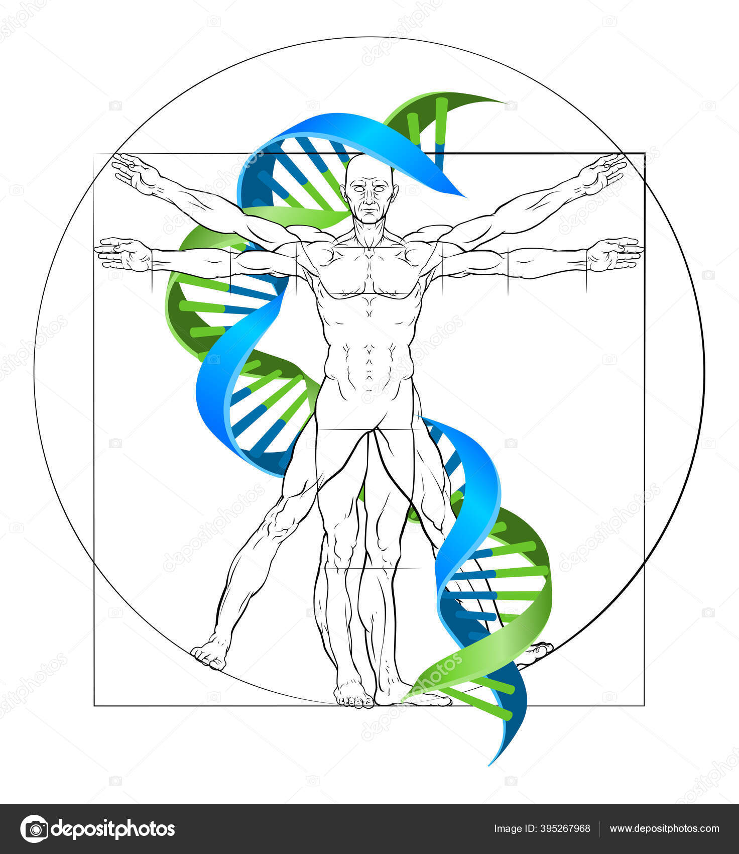 비트루비우스 인간 DNA 스톡 벡터 - ©Krisdog 395267968, image size:1472x1700