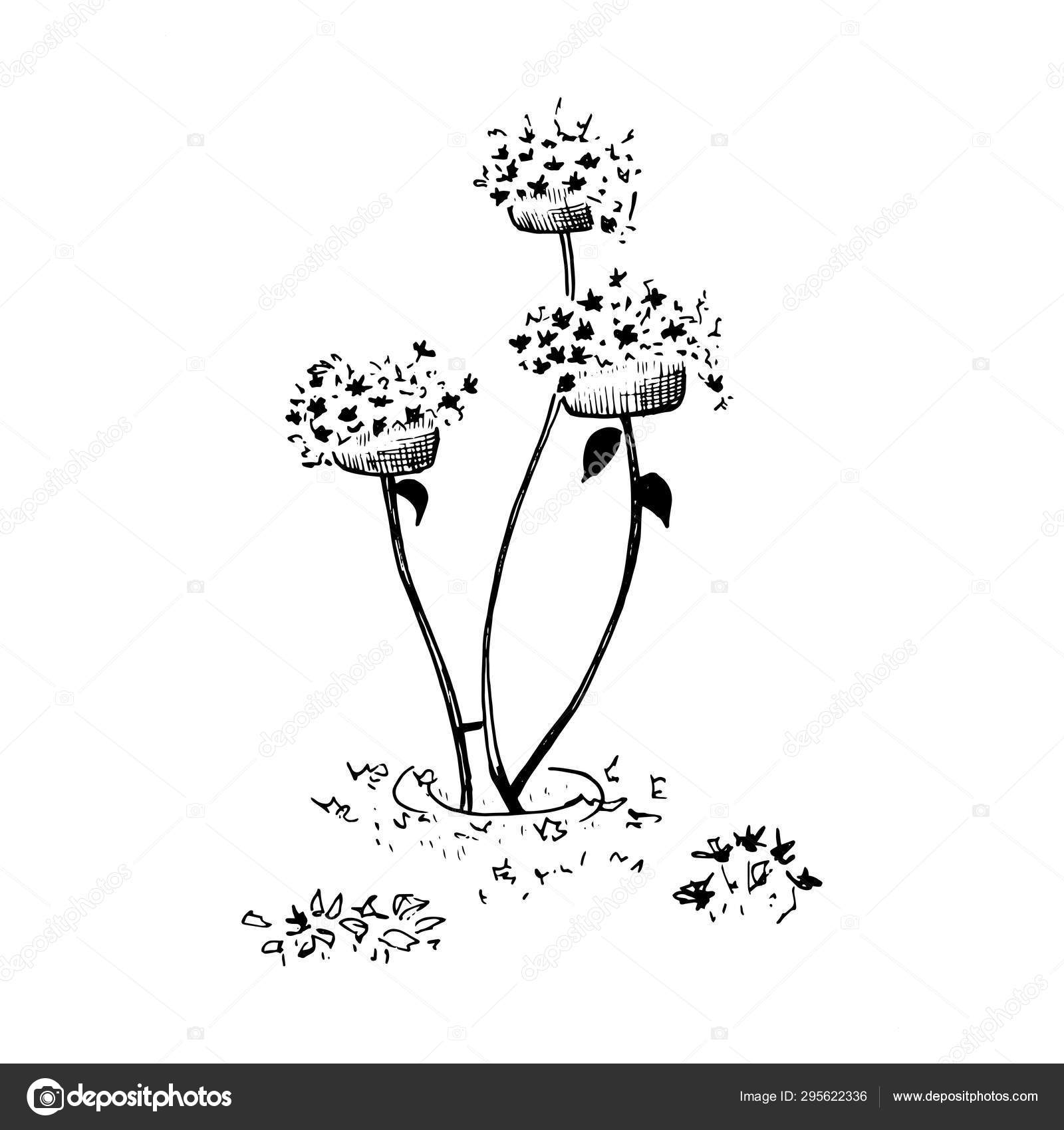 Flower Bed With Flowers Hand Drawn Sketch Style Garden Bed