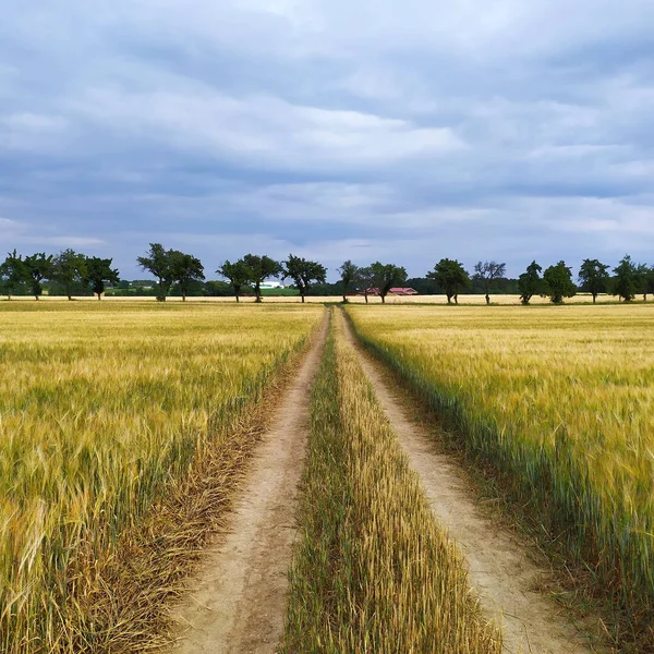Пшеничная дорога летом — стоковое фото