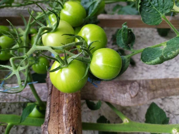 Świeże zielone pomidory uprawy roślin — Zdjęcie stockowe